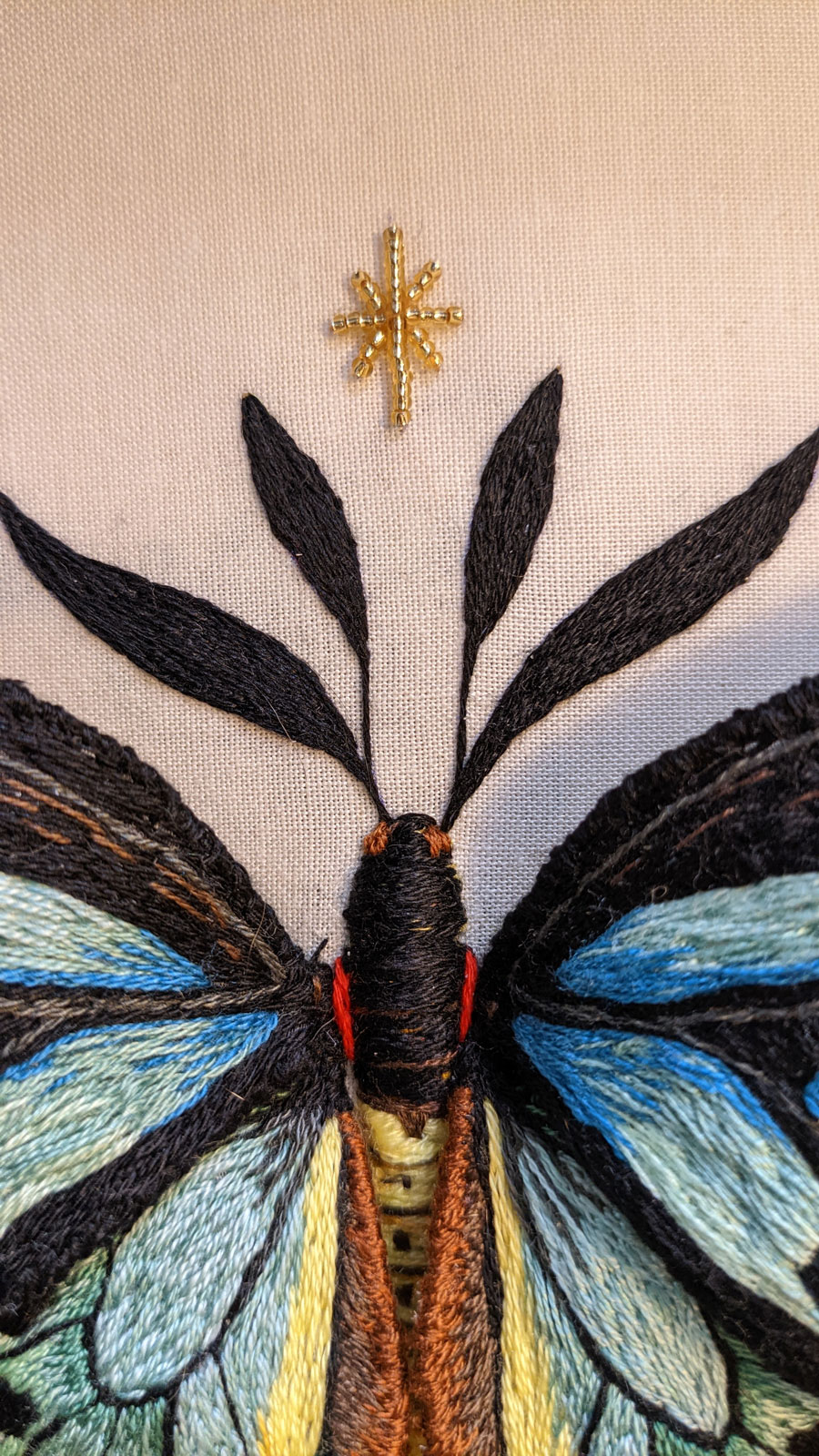 Mariposa London birdwing butterfly